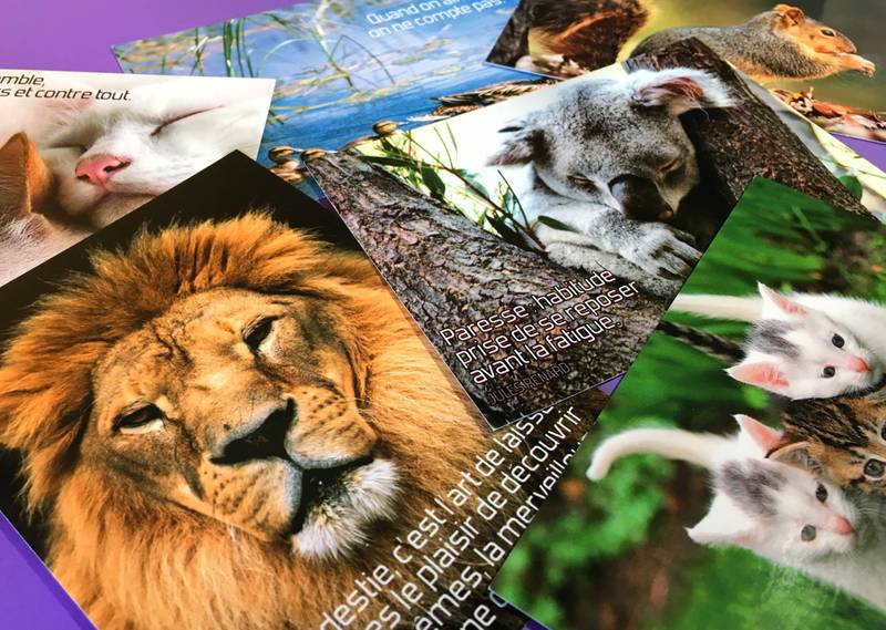 groupe-editor-animaux-photos-animaux-photos